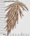 Rough flatsedge